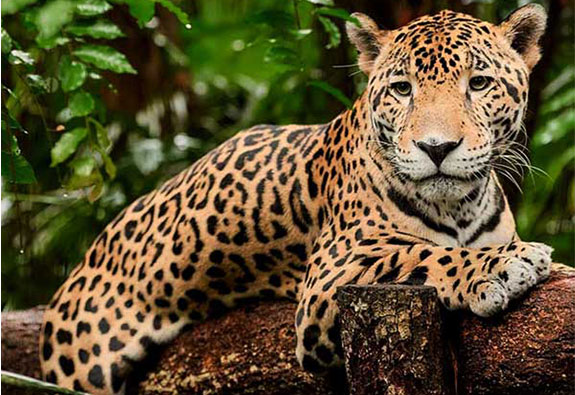 Jaguar-Belize-Zoo