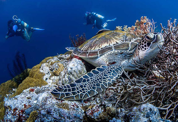 scuba-diving-turtle